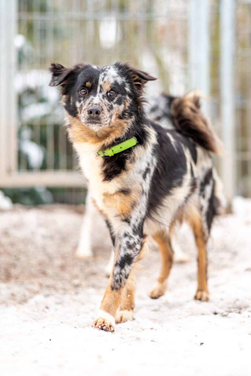 Loona – Sanfte Seele sucht Beständigkeit und Herz! Loona – Sanfte Seele sucht Beständigkeit und Herz!