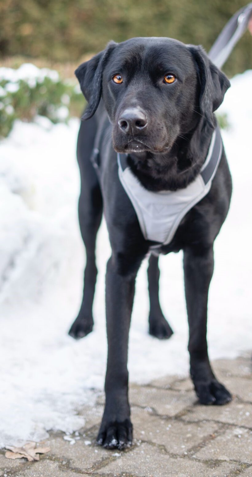 Poldi- Lebensfrohes Energiebündel Poldi sucht strukturstarke Begleiter!