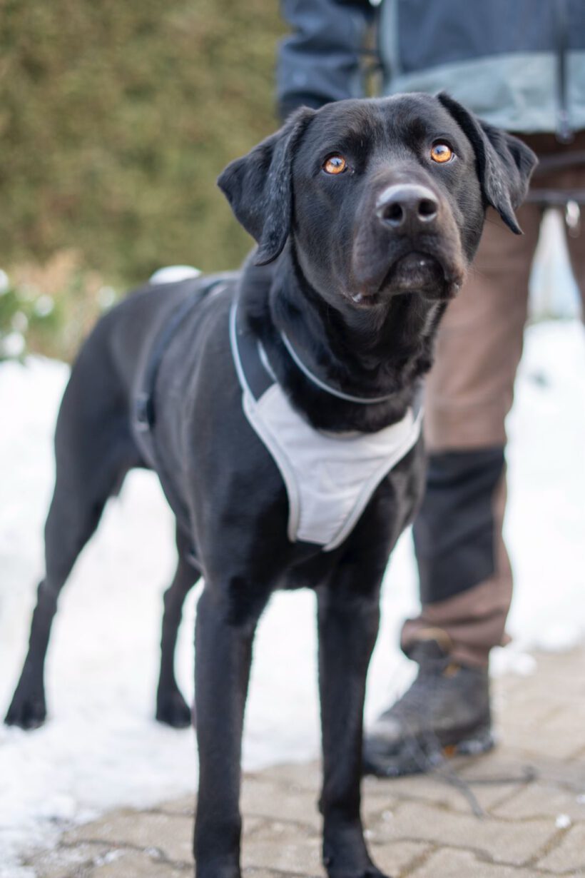 Poldi- Lebensfrohes Energiebündel Poldi sucht strukturstarke Begleiter!