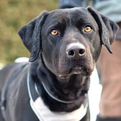 Poldi- Lebensfrohes Energiebündel Poldi sucht strukturstarke Begleiter!