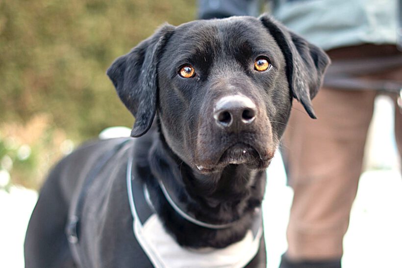 Poldi- Lebensfrohes Energiebündel Poldi sucht strukturstarke Begleiter!