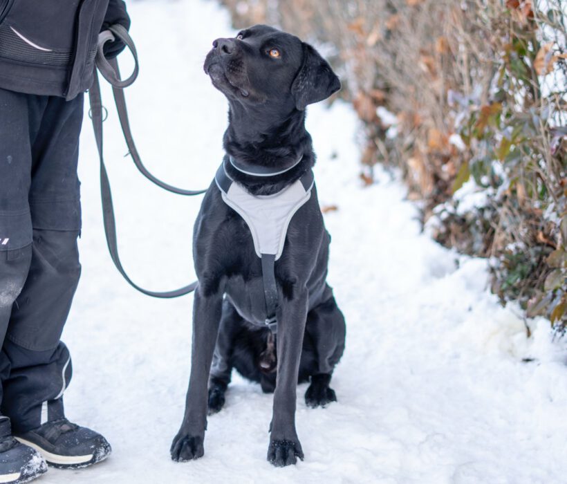 Poldi- Lebensfrohes Energiebündel Poldi sucht strukturstarke Begleiter!