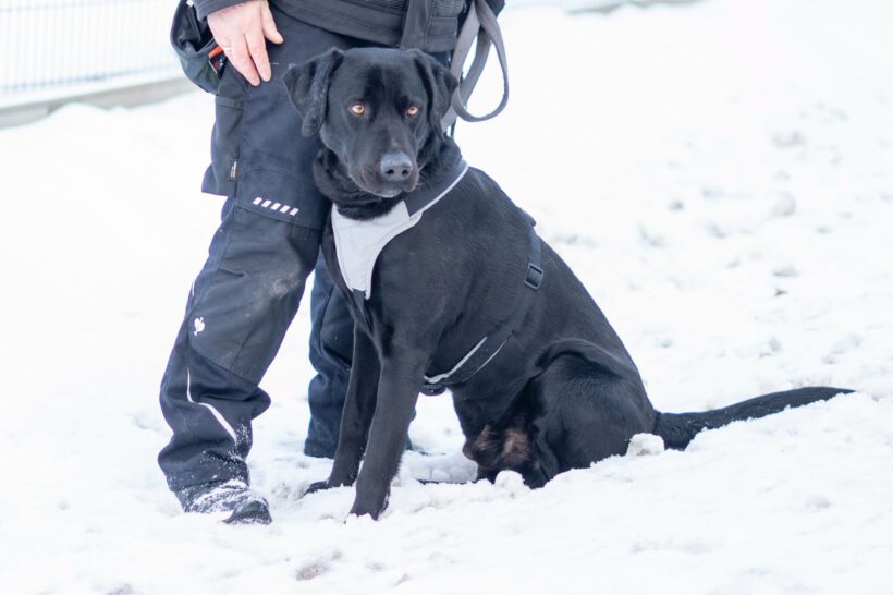 Poldi- Lebensfrohes Energiebündel Poldi sucht strukturstarke Begleiter!