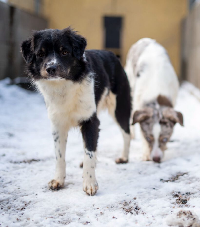 Jason – Sensibler „Sicherheitssucher“ braucht klare Führung und Struktur! Jason – Sensibler „Sicherheitssucher“ braucht klare Führung und Struktur!