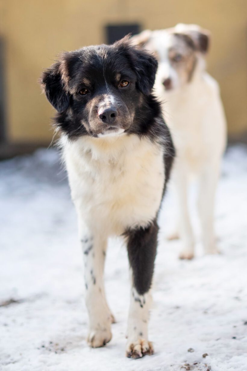 Jason – Sensibler „Sicherheitssucher“ braucht klare Führung und Struktur! Jason – Sensibler „Sicherheitssucher“ braucht klare Führung und Struktur!