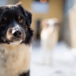 Jason – Sensibler „Sicherheitssucher“ braucht klare Führung und Struktur!