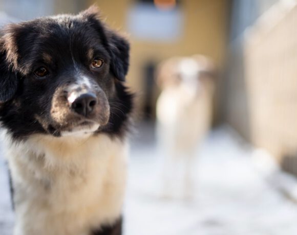 Jason – Sensibler „Sicherheitssucher“ braucht klare Führung und Struktur Jason – Sensibler „Sicherheitssucher“ braucht klare Führung und Struktur