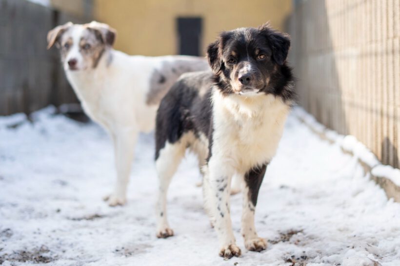 Jason – Sensibler „Sicherheitssucher“ braucht klare Führung und Struktur! Jason – Sensibler „Sicherheitssucher“ braucht klare Führung und Struktur!