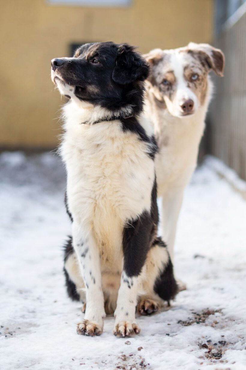 Jason – Sensibler „Sicherheitssucher“ braucht klare Führung und Struktur! Jason – Sensibler „Sicherheitssucher“ braucht klare Führung und Struktur!