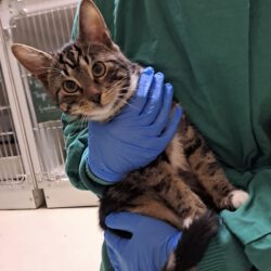 Mercedes, Bentley und Ferrari