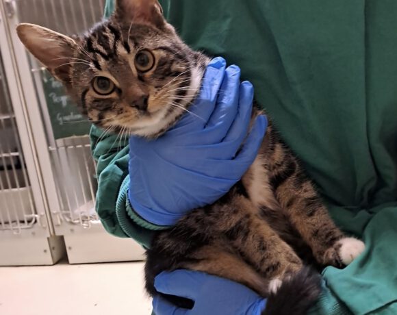 Mercedes, Bentley und Ferrari