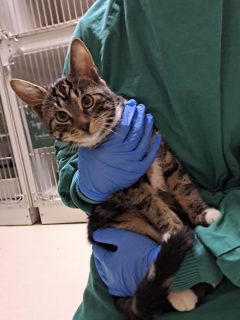 Mercedes, Bentley und Ferrari