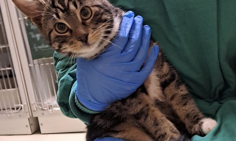 Mercedes, Bentley und Ferrari