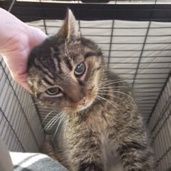 Zack – tapferer Kämpfer mit großem Herzen sucht sein Für-immer-Zuhause