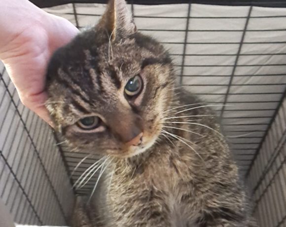 Zack – tapferer Kämpfer mit großem Herzen sucht sein Für-immer-Zuhause