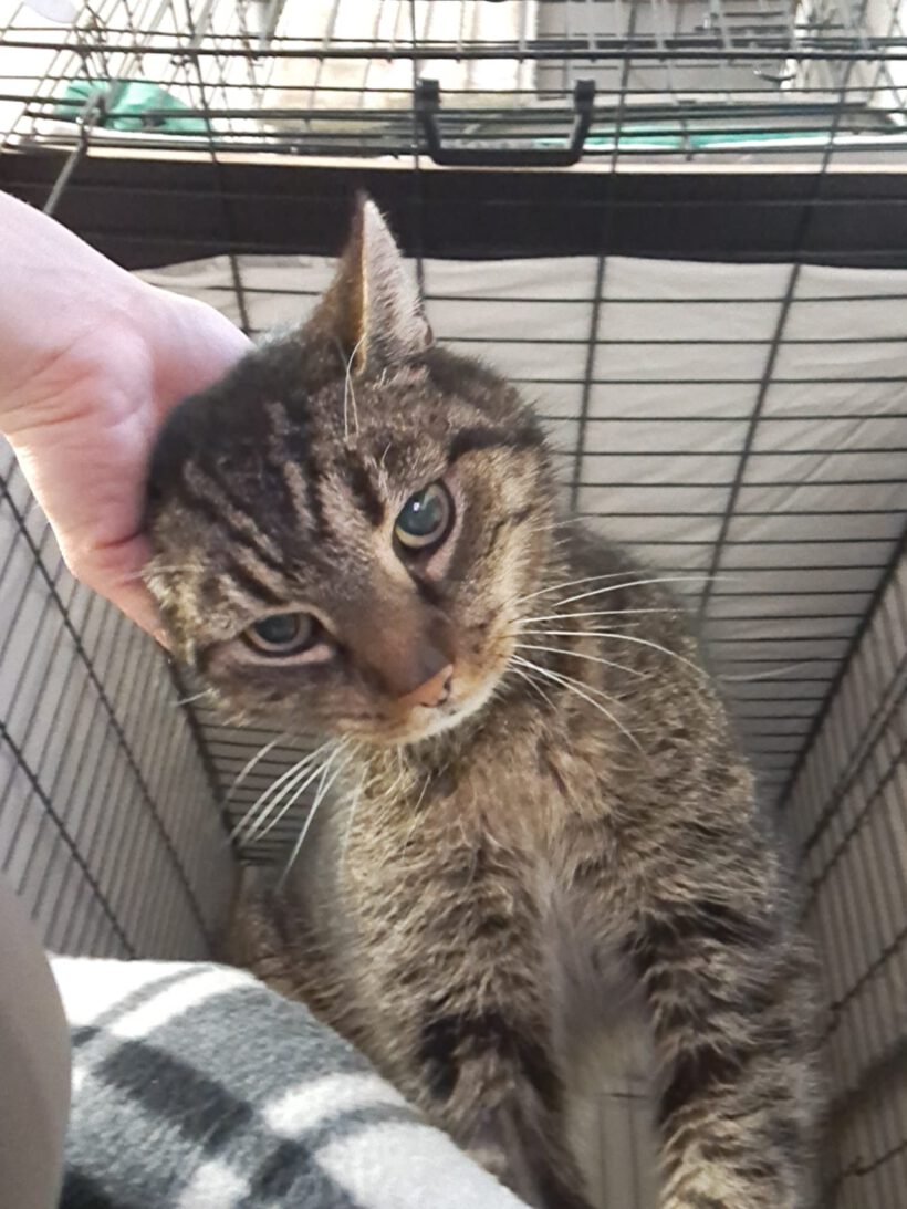 Zack – tapferer Kämpfer mit großem Herzen sucht sein Für-immer-Zuhause