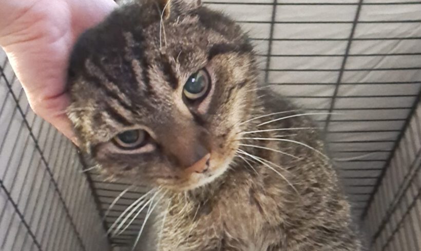 Zack – tapferer Kämpfer mit großem Herzen sucht sein Für-immer-Zuhause