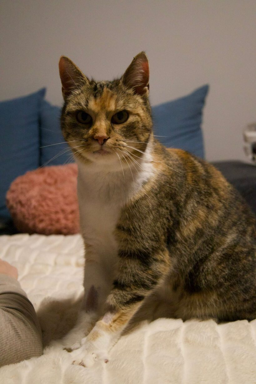 Judy – Liebevoll, verschmust und auf der Suche nach ihrem Zuhause Judy – Liebevoll, verschmust und auf der Suche nach ihrem Zuhause