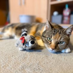 Judy – Liebevoll, verschmust und auf der Suche nach ihrem Zuhause