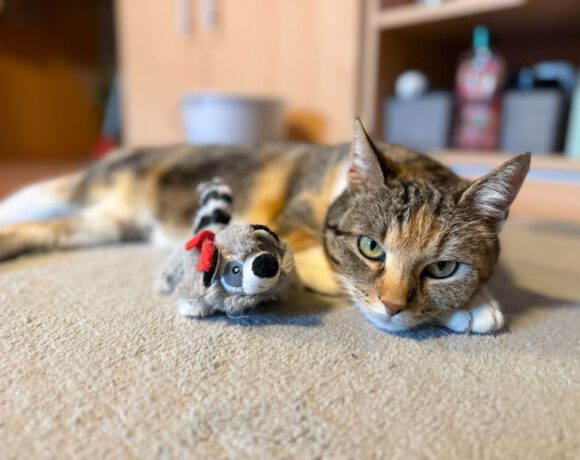 Judy – Liebevoll, verschmust und auf der Suche nach ihrem Zuhause