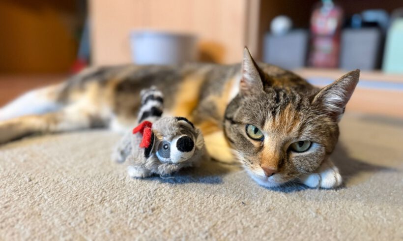 Judy – Liebevoll, verschmust und auf der Suche nach ihrem Zuhause