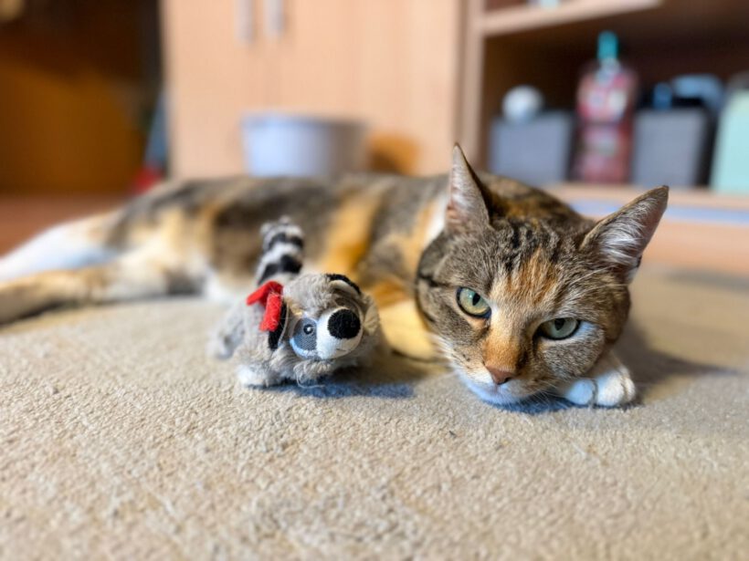 Judy – Liebevoll, verschmust und auf der Suche nach ihrem Zuhause Judy – Liebevoll, verschmust und auf der Suche nach ihrem Zuhause