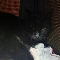 Wolf – vorsichtiger Kater sucht geduldige Menschen
