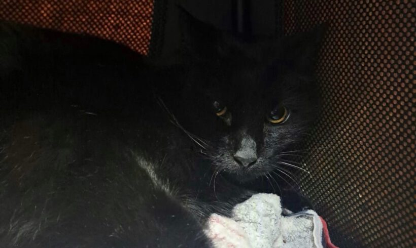 Wolf – vorsichtiger Kater sucht geduldige Menschen