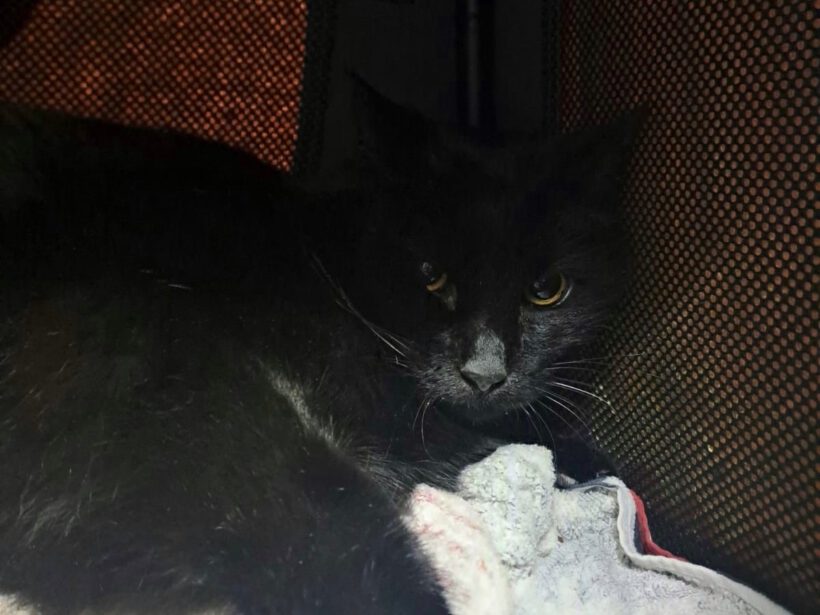 Wolf – vorsichtiger Kater sucht geduldige Menschen