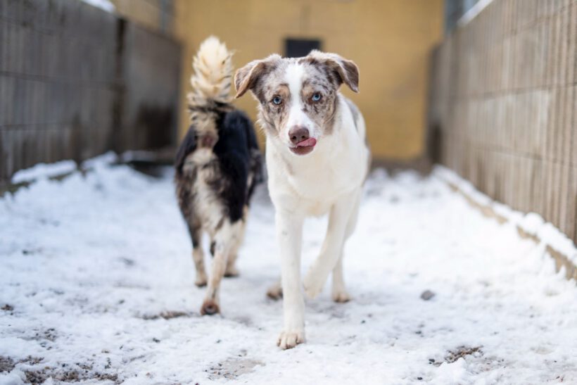 Justin – Ein leiser Geist sucht Sicherheit