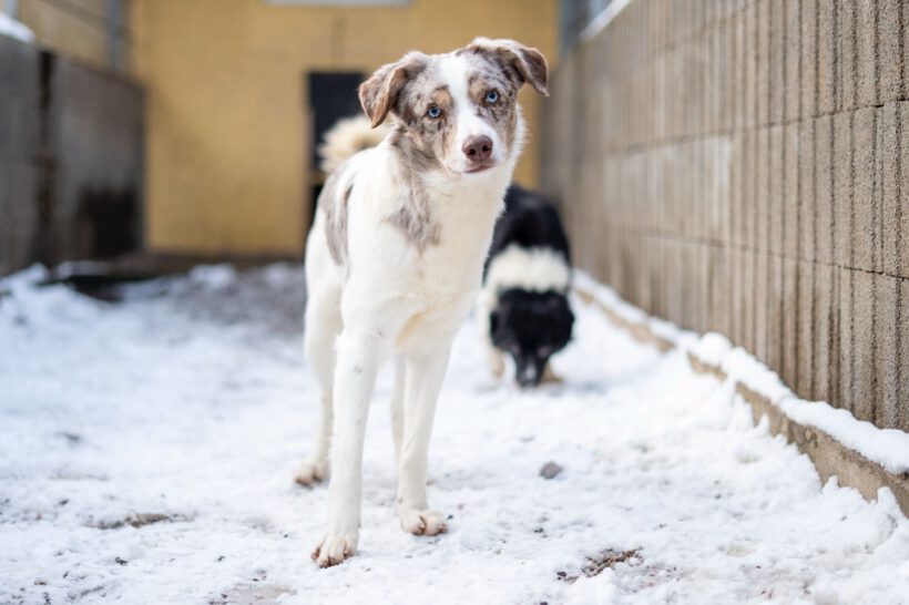 Justin – Ein leiser Geist sucht Sicherheit