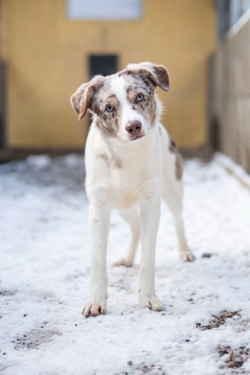 Justin – Ein leiser Geist sucht Sicherheit