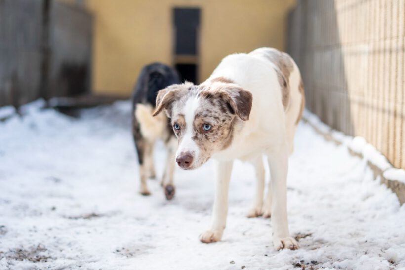 Justin – Ein leiser Geist sucht Sicherheit