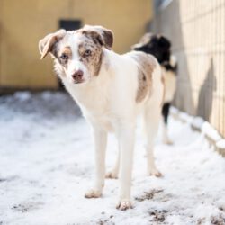 Justin – Ein leiser Geist sucht Sicherheit