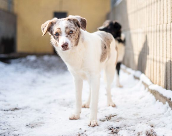 Justin – Ein leiser Geist sucht Sicherheit