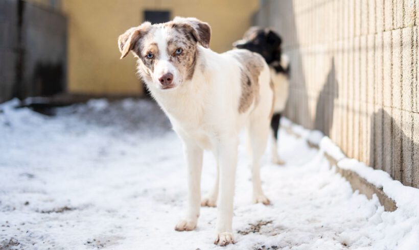 Justin – Ein leiser Geist sucht Sicherheit