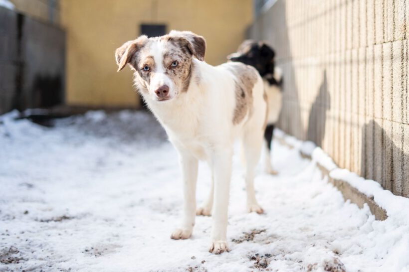 Justin – Ein leiser Geist sucht Sicherheit