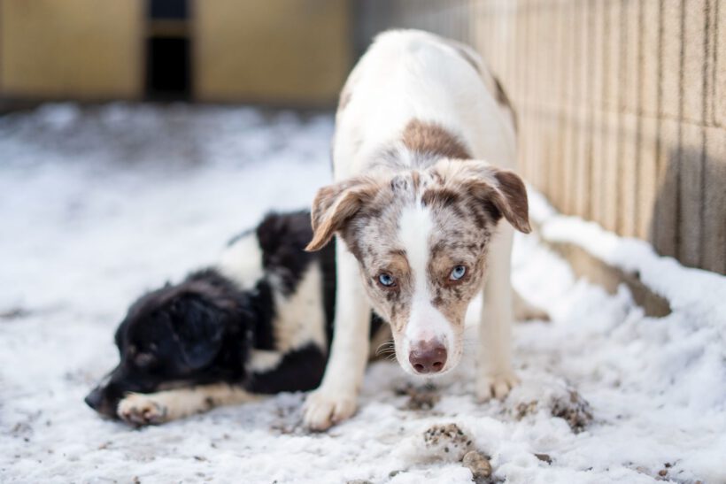 Justin – Ein leiser Geist sucht Sicherheit