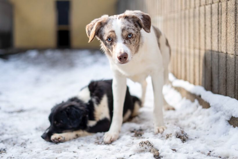 Justin – Ein leiser Geist sucht Sicherheit