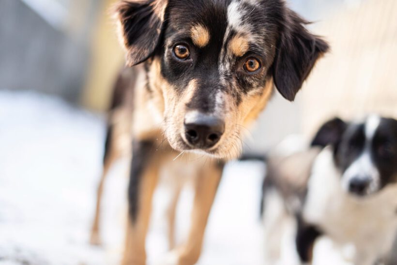 Sunja – Sensible Beobachterin mit dem Herzen eines Hütehundes Sunja – Sensible Beobachterin mit dem Herzen eines Hütehundes