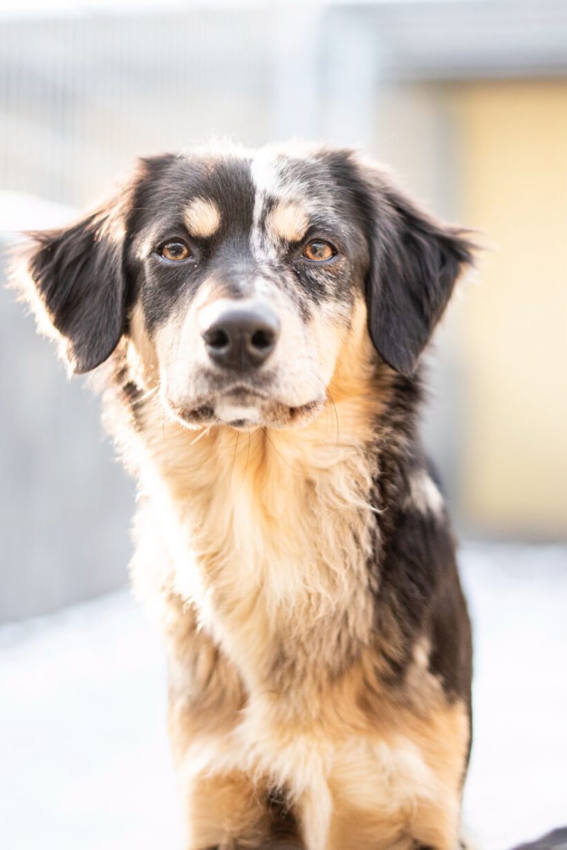 Sunja – Sensible Beobachterin mit dem Herzen eines Hütehundes Sunja – Sensible Beobachterin mit dem Herzen eines Hütehundes