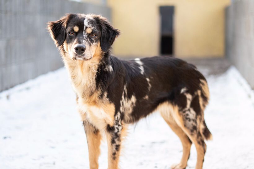 Sunja – Sensible Beobachterin mit dem Herzen eines Hütehundes Sunja – Sensible Beobachterin mit dem Herzen eines Hütehundes