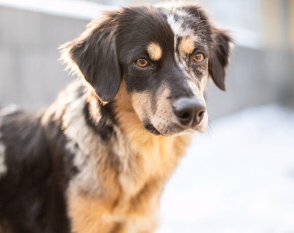 Sunja – Sensible Beobachterin mit dem Herzen eines Hütehundes