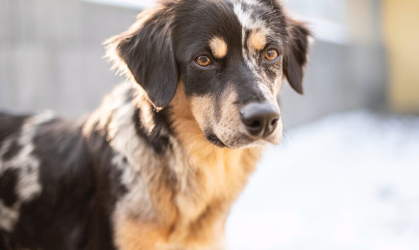 Sunja – Sensible Beobachterin mit dem Herzen eines Hütehundes