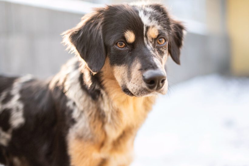 Sunja – Sensible Beobachterin mit dem Herzen eines Hütehundes Sunja – Sensible Beobachterin mit dem Herzen eines Hütehundes