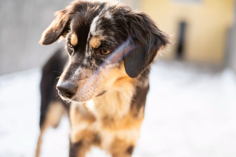 Sunja – Sensible Beobachterin mit dem Herzen eines Hütehundes Sunja – Sensible Beobachterin mit dem Herzen eines Hütehundes