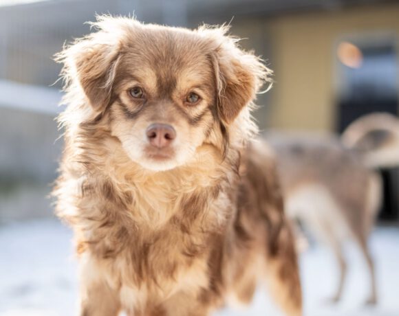 Myval – Sensibler Beobachter sucht seinen sicheren Hafen!