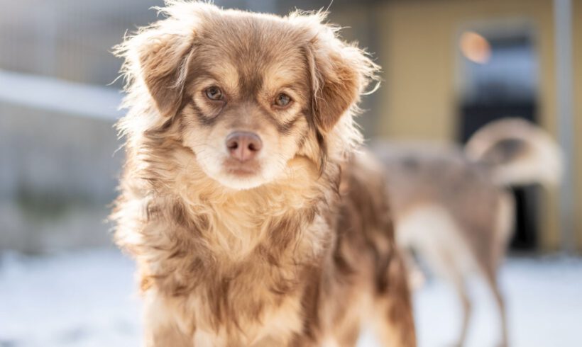 Myval – Sensibler Beobachter sucht seinen sicheren Hafen!