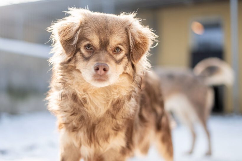 Myval – Sensibler Beobachter sucht seinen sicheren Hafen!