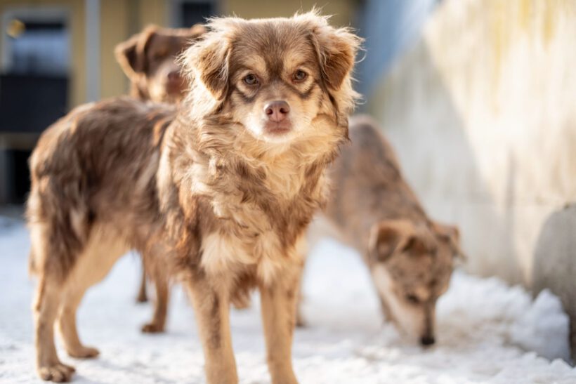 Myval – Sensibler Beobachter sucht seinen sicheren Hafen!